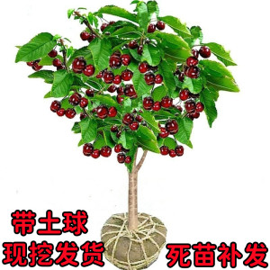 车厘子树苗樱桃树苖南方北方种植盆栽庭院果树矮化樱桃树大樱桃苗