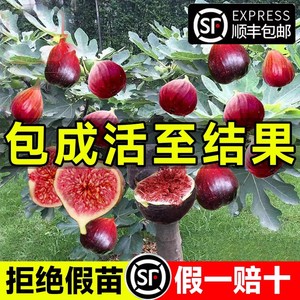 无花果果树苗特大果盆栽地栽波姬红无花果苗带果南方种植当年结果