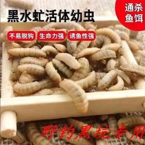 黑水虻活体幼虫鱼饵翘嘴钓鱼用活虫子面包虫活饵料红虫高蛋白饲料