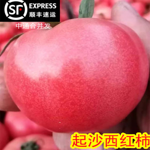 山东粉茄沙瓤西红柿5斤 新鲜番茄时令水果蔬菜农家包邮