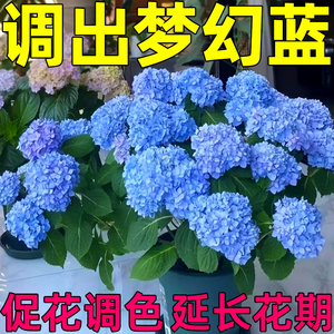 绣球专用调蓝剂家用无尽夏上色八仙花紫阳花粉团调色硫酸铝缓释肥