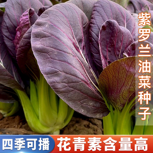 紫罗兰油菜种籽紫色小青菜紫玲阳台盆栽菜园地种植农家蔬菜种子