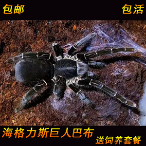 （20+大母后代苗）海格力斯巨人巴布宠物2-11厘米宠物活体蜘蛛
