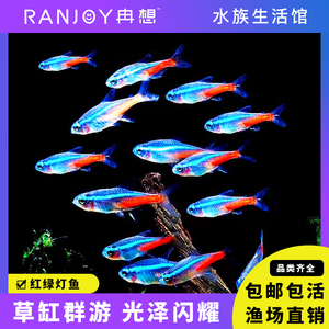 红绿灯鱼活体淡水小型灯科鱼热带观赏鱼草缸群游上海渔场直销包活