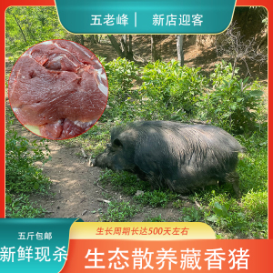 五老峰生态养殖藏香猪肉新鲜现杀农家山林散养跑山猪前腿肉后腿肉