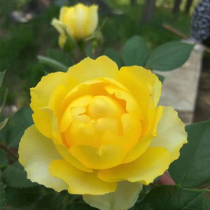 阳台微月 金丝雀 月季花苗黄色大花香味适合阳台盆栽玫瑰