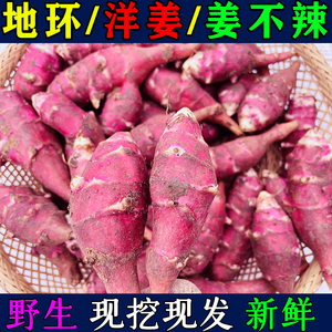 东北新鲜洋姜野生姜不辣地环菊芋腌制咸菜籽凉拌酱菜食用紫皮红皮