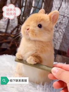 领养网红迷你小型侏儒兔子活物凤眼海棠宠物兔进口荷兰垂耳兔活体