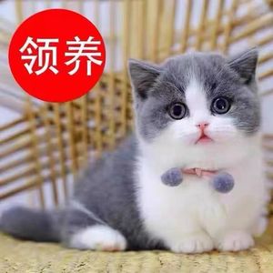 免费无偿领养英短蓝白蓝猫宠物猫布偶猫幼猫金渐层银渐层猫哈基咪