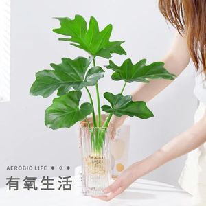 春羽绿植盆栽室内客厅花卉水养水生好养办公室绿萝春雨水培植物