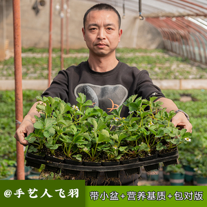 手艺人飞羽草莓苗阳台种植盆栽淡雪章姬红颜桃熏真红美玲淡雪玄玉