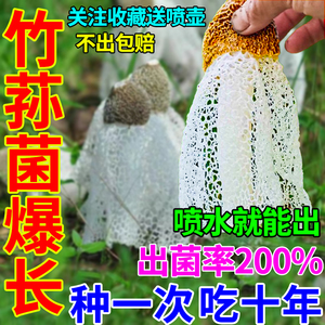 竹荪菌菇种植包竹荪菌种懒人栽培生产种四季高产趣味种植可食用
