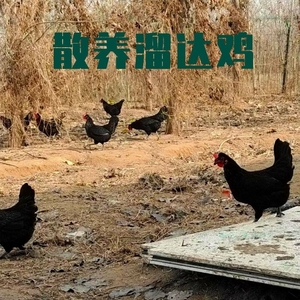 养殖两年的散养老母鸡  农家散养凤头鸡；溜达鸡，走地鸡。