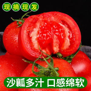 山东沙瓤西红柿当季自然熟生吃现摘水果农家特产番茄