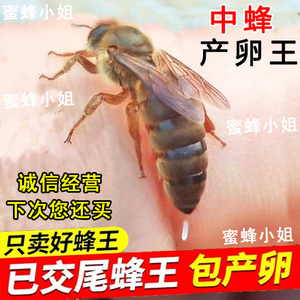 中蜂蜂王出售交尾种王土蜂产卵王伏牛广西广东强群双色阿坝开产王