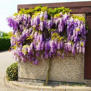 日本多花长穗紫藤花苗爬藤植物树苗老桩盆景庭院别墅大型树桩耐寒