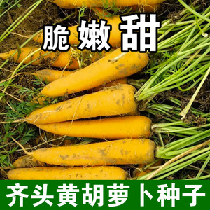 齐头黄胡萝卜种子冬季耐寒阳台盆栽四季蔬菜种子春季种易种春播