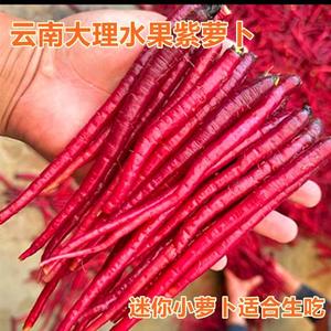 5斤云南大理农家紫胡萝卜野生迷你小胡萝卜生吃水果紫玉新鲜 萝卜