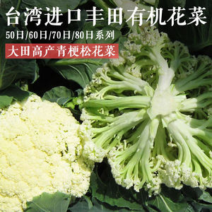 台湾进口松花菜种子高产青梗花椰菜籽春夏秋四季农家蔬菜种孑