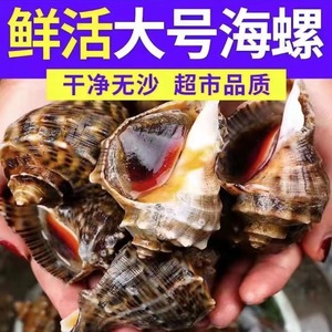海螺鲜活特大野生海螺水产贝类海鲜水产花螺田螺类顺丰包邮大海螺