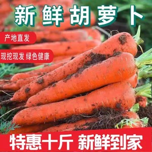 新鲜胡萝卜现挖农家自种水果胡萝卜胡萝卜整箱新鲜蔬菜类10斤包邮
