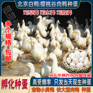 正宗樱桃谷鸭种蛋受精蛋柯尔小黄鸭可孵化新鲜鸭蛋北京白肉鸭包邮