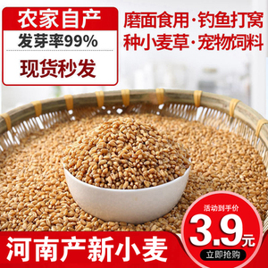 带皮小麦粒1斤5斤2食用磨面药引麦芽糖发芽苗草种子榨汁酿酒猫草