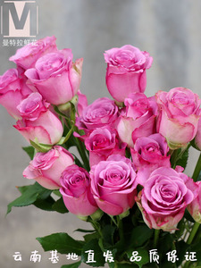 玫瑰鲜花云南基地直发冷美人玫瑰花室内水培鲜切花卡布奇诺单头花