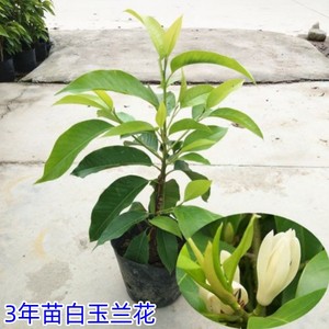 白兰花盆栽正宗嫁接白玉兰树苗四季开花大苗庭院阳台植物室内浓香