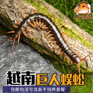 越南巨人蜈蚣活体宠物蜈蚣亚洲一哥蜈蚣成体巨大捕食凶猛包活包邮