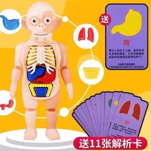 人体结构模型医学仿真内脏解剖器官3d可拆卸拼装躯干儿童科教玩具