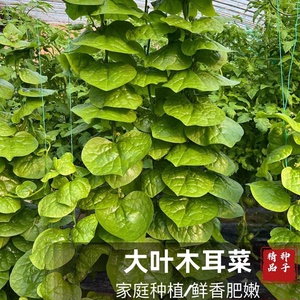 大叶木耳菜种子苗子四季阳台小院盆栽爬藤多茬采收蔬菜籽高产易种