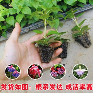 重瓣倒挂金钟盆栽花苗室内绿植灯笼花盆栽苗宝莲灯吊钟花四季开花