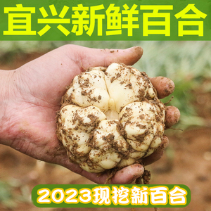 2023宜兴新鲜百合5斤食用微苦2500g农家散装土特产2斤3斤包邮