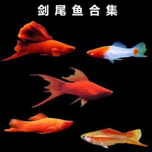 胎生鱼红白剑鱼红剑鱼新手鱼易养活易繁殖热带红箭鱼怀孕鱼包活