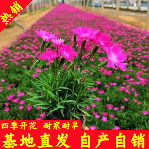 欧石竹花苗四季开花多年生耐寒耐旱开花草坪庭院花坛绿化宿根粉贝