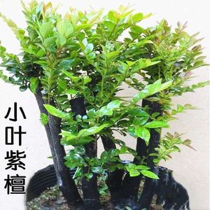 小叶紫檀盆景树桩室内客厅植物四季常青木老桩绿植盆栽小号单杆|