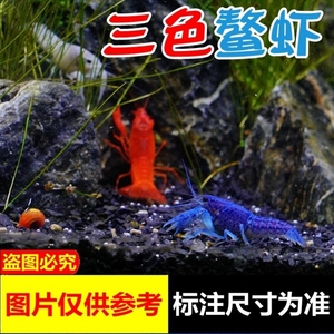 小龙虾观赏鳌虾活体淡水宠物鱼缸佛蓝色白橘火山破坏者冷水水族红