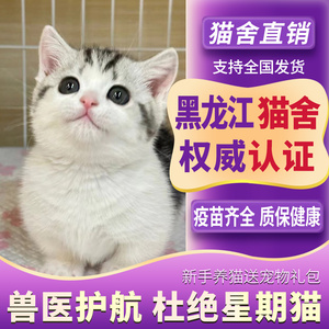 【哈尔滨猫舍】纯种美短猫矮脚起司加白活体虎斑猫猫活物宠物猫咪