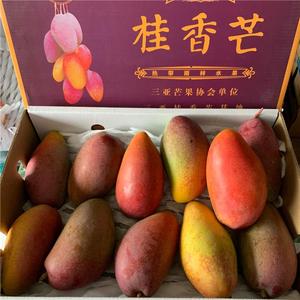 三亚桂香芒原箱5斤当季新鲜芒果应当季带箱时令热带 水果 超 大果