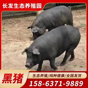 纯种黑猪活猪出售小猪仔活苗成年大型黑猪种猪高产怀孕母猪活物