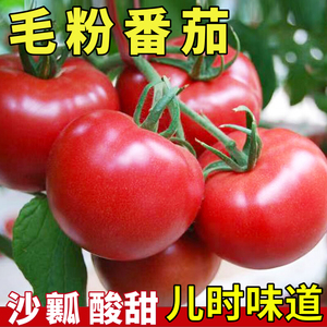 毛粉番茄种子沙瓤大西红柿种籽室内四季盆栽菜籽种春季蔬菜种子孑