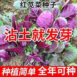 红苋菜种子30天可收粘土就发芽四季可收春季蔬菜种籽菜籽红色