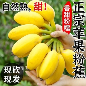 正宗苹果蕉香蕉新鲜10斤自然熟应季水果广东粉蕉特大果绿皮banana