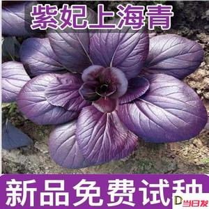 紫妃新款上海青种子紫油小青菜籽种红上海青紫玉油菜蔬菜种子大全