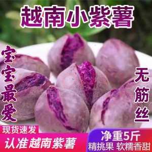 正宗越南小紫薯珍珠板栗紫薯新鲜现挖农家沙地自种粉糯香甜紫地瓜