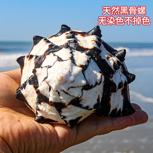 黑骨螺鱼缸造景创意礼品天然大海螺壳贝壳黑斑天然骨螺创意礼品