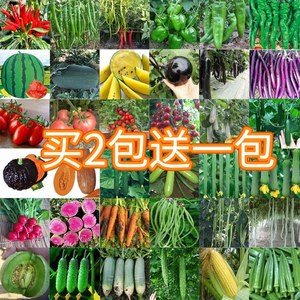 蔬菜种子四季播种阳台盆栽景趣艺黄瓜豆角菠菜生菜韭菜小葱草莓籽