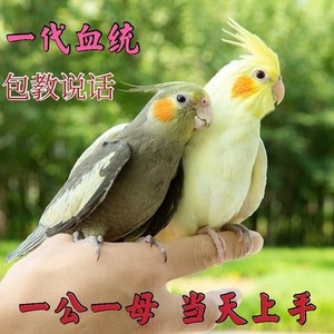 玄凤鹦鹉活鸟活物虎皮鹦鹉小鸟活鸟会学说话的鸟类活鸟宠物鹦鹉。