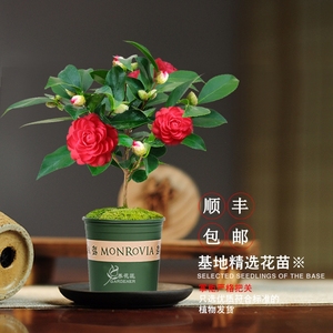 山茶花杜鹃专用酸性种植营养土奥绿肥红赤丹名贵品种花卉盆栽树苗